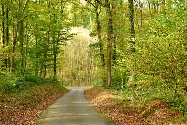 Lisors Francia Noviembre 2017 Carretera Bosque Lyon —  Fotos de Stock