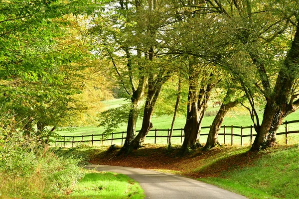 Lisors Francia Novembre 2017 Strada Nella Foresta Lione — Foto Stock