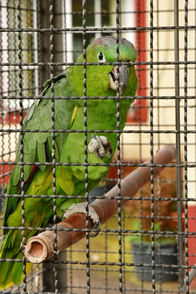 Santana Madeira Portugal February 2018 Parrot His Cage — Stock Photo, Image