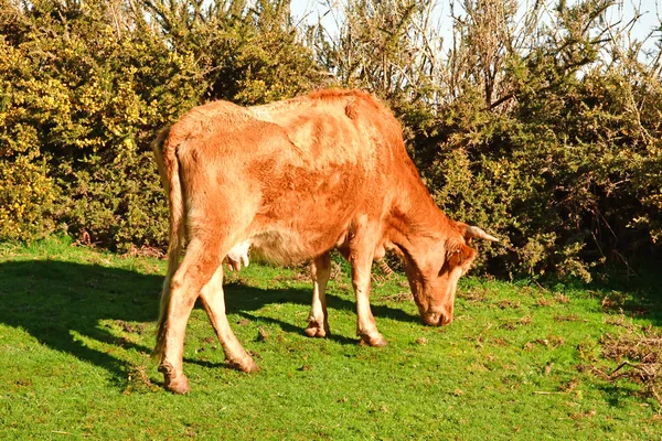 Risco Madeira Portugal Febrero 2018 Paseo Las Fuentes Levada — Foto de Stock