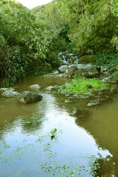 Risco Madeira Portugalsko Února 2018 Chůze Levada Fontány — Stock fotografie