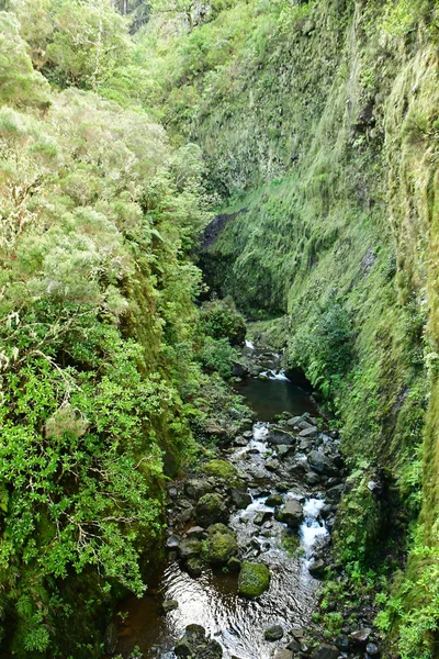 Risco Madeira Portugal Februari 2018 Fonteinen Levada Wandeling — Stockfoto