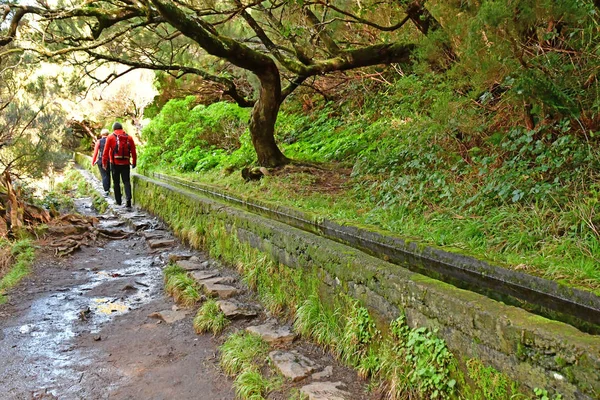 Risco Madeira Portekiz Şubat 2018 Çeşmeler Levada Yürüyüş — Stok fotoğraf