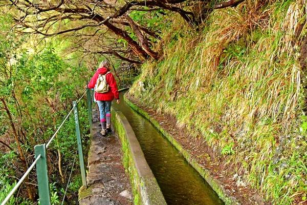 Risco Madeira Portugal Febrero 2018 Paseo Las Fuentes Levada — Foto de Stock
