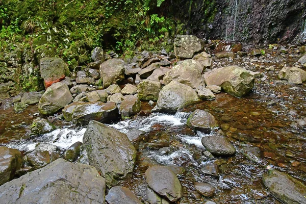 Risco Madère Portugal Février 2018 Les Fontaines Levada Walk — Photo