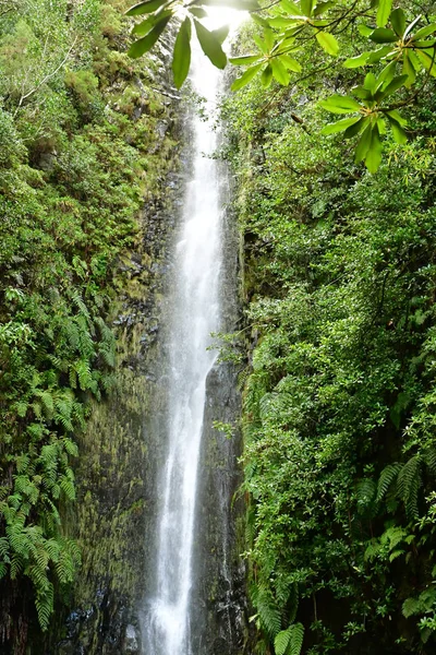 Risco Madeira Portogallo Febbraio 2018 Passeggiata Delle Fontane Levada — Foto Stock