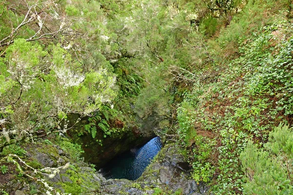 Risco Madère Portugal Février 2018 Les Fontaines Levada Walk — Photo