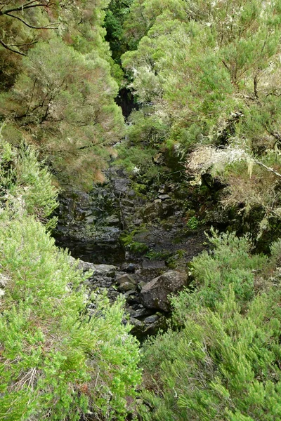 Risco Madeira Portugal Februari 2018 Fonteinen Levada Wandeling — Stockfoto