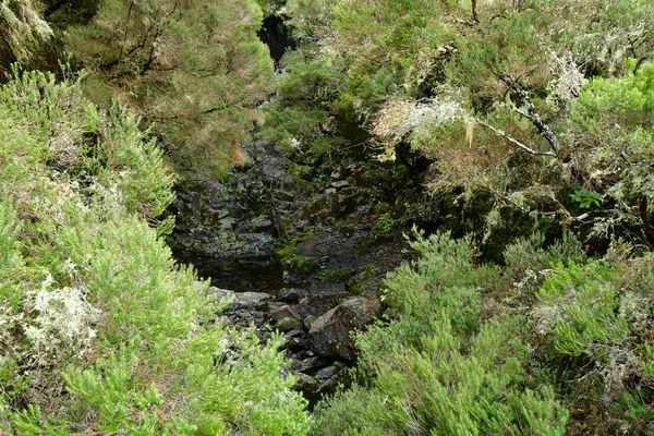 Risco Madeira Portugal Februari 2018 Fonteinen Levada Wandeling — Stockfoto