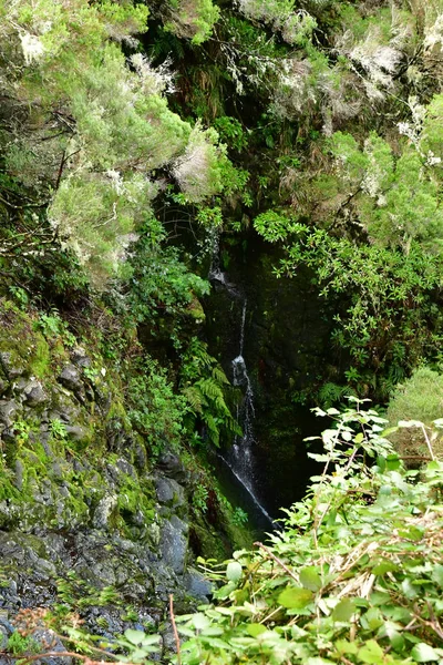 Risco Madeira Portugal Fevereiro 2018 Fontes Levam — Fotografia de Stock