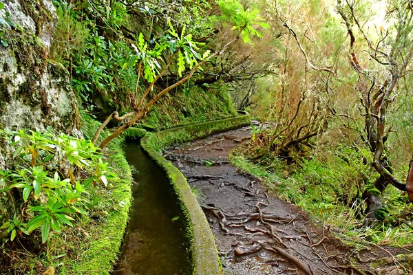 Risco Madeira Portugal Februari 2018 Fonteinen Levada Wandeling — Stockfoto