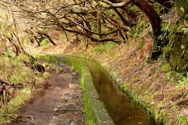 Risco Madeira Portugal Februari 2018 Fonteinen Levada Wandeling — Stockfoto