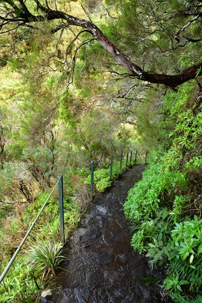 Risco Madeira Portugal Februari 2018 Fonteinen Levada Wandeling — Stockfoto