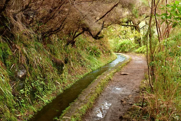 Risco Madeira Portugal Februari 2018 Fonteinen Levada Wandeling — Stockfoto