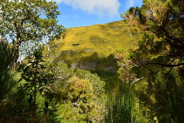 Risco Madeira Portugal Februari 2018 Fonteinen Levada Wandeling — Stockfoto