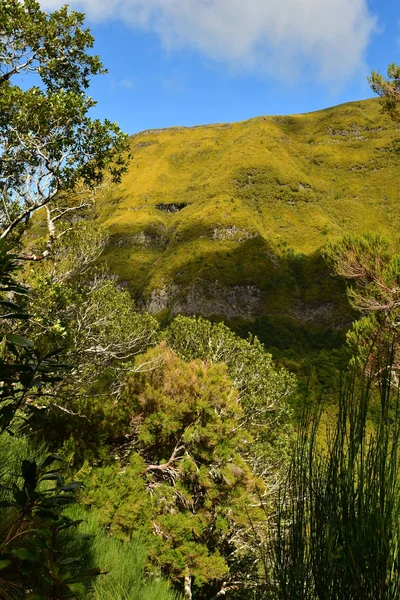 Risco Madeira Portugal Februari 2018 Fonteinen Levada Wandeling — Stockfoto