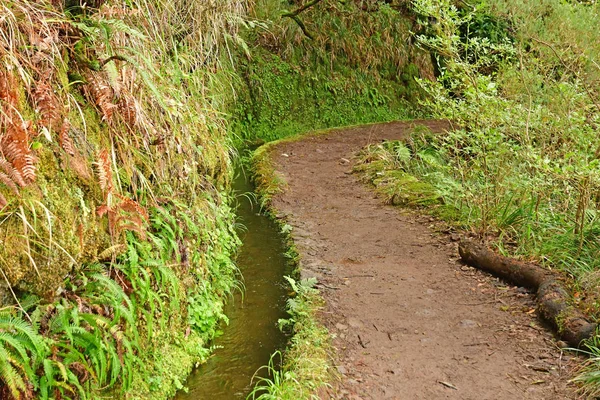 Risco Madeira Portogallo Febbraio 2018 Passeggiata Delle Fontane Levada — Foto Stock