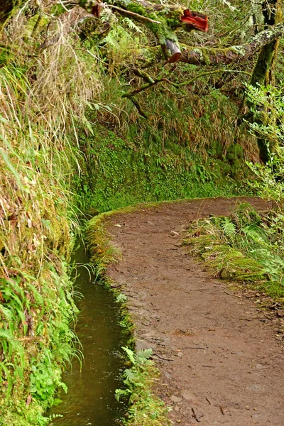 Risco Madeira Portogallo Febbraio 2018 Passeggiata Delle Fontane Levada — Foto Stock