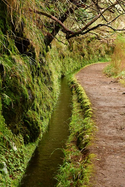 Risco Madeira Portugal Febrero 2018 Paseo Las Fuentes Levada — Foto de Stock