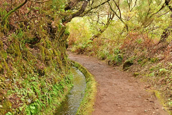 Risco Madeira Portekiz Şubat 2018 Çeşmeler Levada Yürüyüş — Stok fotoğraf