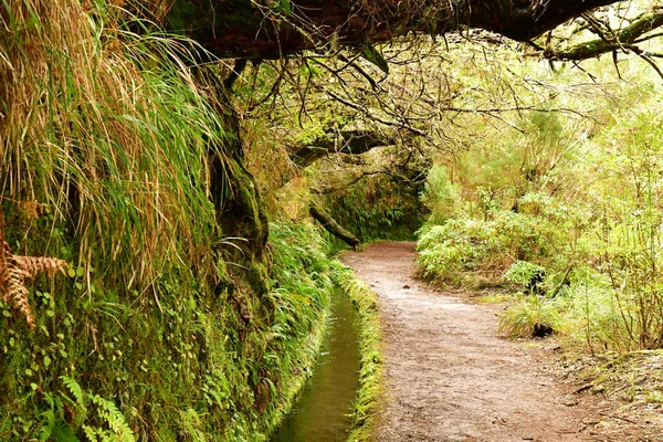 Risco Madeira Portogallo Febbraio 2018 Passeggiata Delle Fontane Levada — Foto Stock