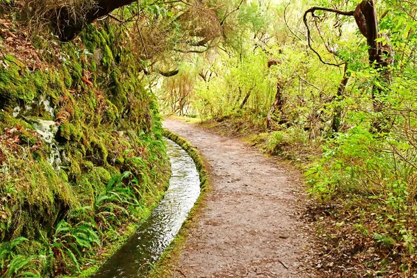 Risco Madeira Portogallo Febbraio 2018 Passeggiata Delle Fontane Levada — Foto Stock