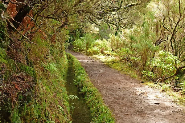 Risco Madeira Portogallo Febbraio 2018 Passeggiata Delle Fontane Levada — Foto Stock