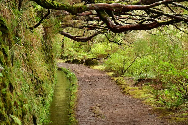 Risco Madeira Portugal Februari 2018 Fonteinen Levada Wandeling — Stockfoto