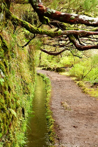 Risco Madeira Portogallo Febbraio 2018 Passeggiata Delle Fontane Levada — Foto Stock