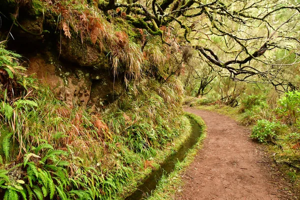 Risco Madeira Portogallo Febbraio 2018 Passeggiata Delle Fontane Levada — Foto Stock