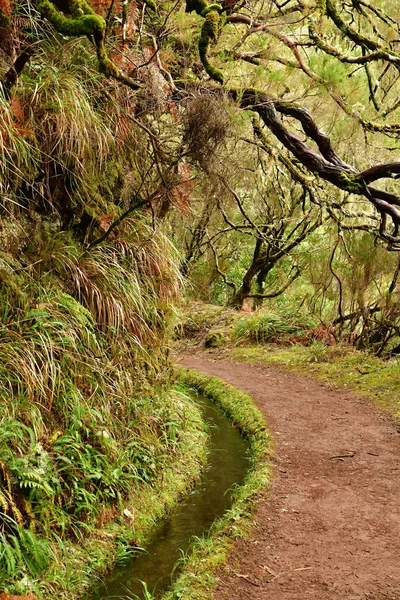 Risco Madeira Portogallo Febbraio 2018 Passeggiata Delle Fontane Levada — Foto Stock