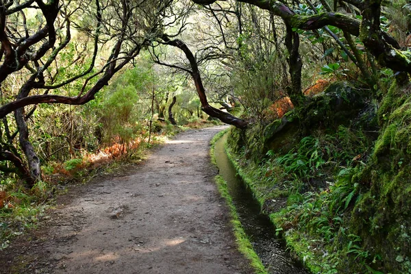 Risco Madeira Portogallo Febbraio 2018 Passeggiata Delle Fontane Levada — Foto Stock