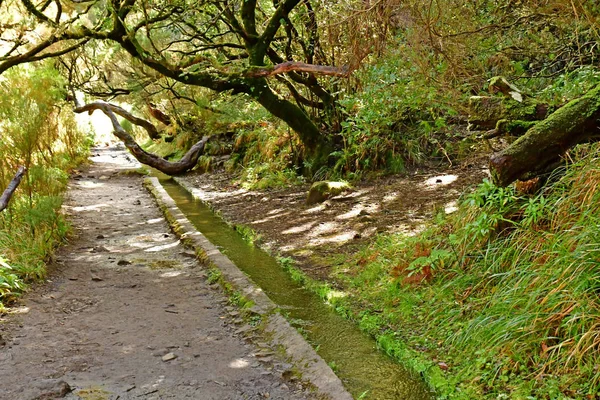 Risco Madeira Portogallo Febbraio 2018 Passeggiata Delle Fontane Levada — Foto Stock