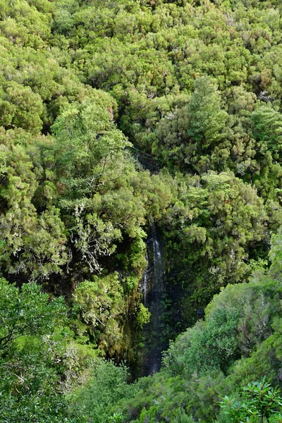 Risco Madeira Portugalsko Února 2018 Chůze Levada Fontány — Stock fotografie