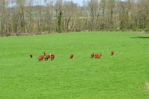 Arthies France June 2018 Cows Meadow — Stock Photo, Image