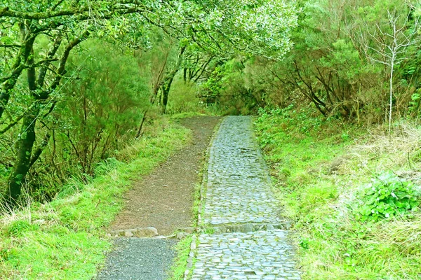 Risco Madeira Portogallo Febbraio 2018 Passeggiata Delle Fontane Levada — Foto Stock