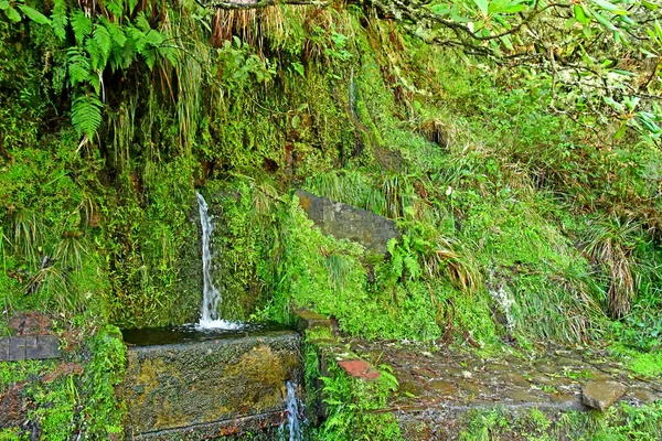 Risco Madeira Portogallo Febbraio 2018 Passeggiata Delle Fontane Levada — Foto Stock