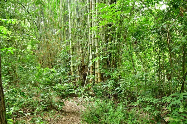 Chi Socialistische Republiek Vietnam Augustus 2018 Vietcong Chi Tunnels Buurt — Stockfoto