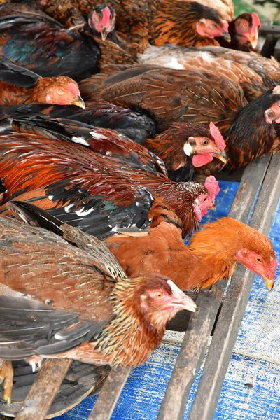 Dec República Socialista Vietnã Agosto 2018 Pitoresco Mercado Diário — Fotografia de Stock