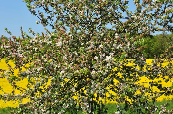 Marines Frankrike Maj 2018 Landskap — Stockfoto