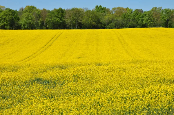 Marines Frankrike Maj 2018 Landskap — Stockfoto