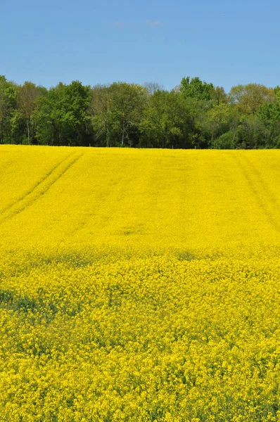 Marines Frankrike Maj 2018 Landskap — Stockfoto