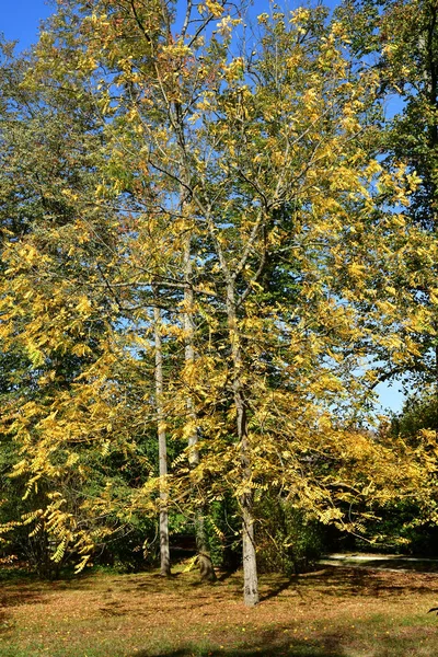 Versailles Fransa Ekim 2018 Park Parc Versailles Sarayı Nın Içinde — Stok fotoğraf