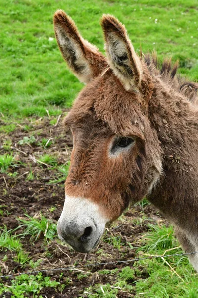 Sagy Frankrijk April 2018 Ezel Een Weide — Stockfoto