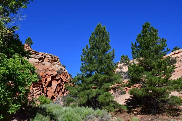 Zion Park Utah Estados Unidos Julio 2016 Parque Nacional — Foto de Stock