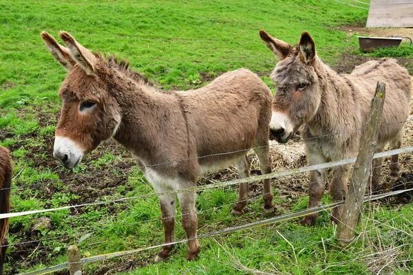 Sagy Frankrijk April 2018 Ezel Een Weide — Stockfoto