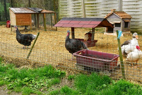 Sagy Francia Abril 2018 Pavo Aves Corral Una Granja — Foto de Stock