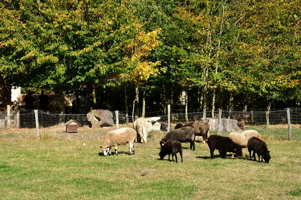 Versalles Francia Octubre 2018 Ovejas Granja Finca Marie Antoinette Parque — Foto de Stock