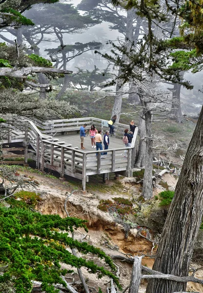 Carmel Bord Mer États Unis Juillet 2016 Cyprès Monterey Dans — Photo