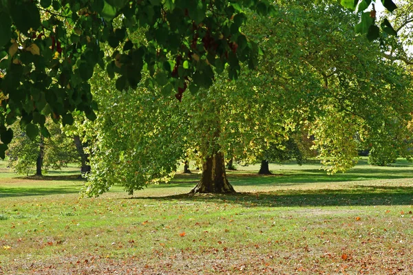 Versalles Francia Octubre 2018 Parque Del Palacio Versalles —  Fotos de Stock